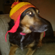 Illustration for article titled Happy Thanksgiving Americans! I Got You This Dog In A Jayne Hat!